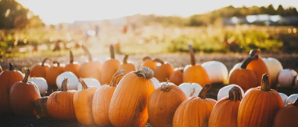 Harvest Praise – Sunday, November 22, 2026